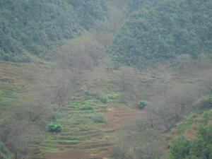 依沙拉么村-村民種植核桃林