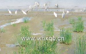 長樂閩江河口國家濕地公園