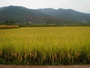 （圖）水稻種植 