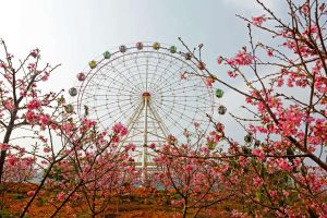 櫻花山