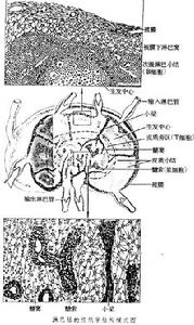 彌散性淋巴組織