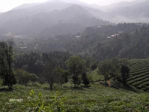 石頭一隊村種植業