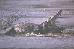 （圖）沼澤鱷