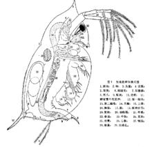 枝角類（水蚤）