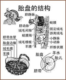 母體胎盤