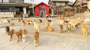 日本貓島