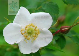 腺葉長白薔薇 (變種)