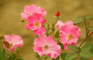 （圖）動植物園的薔薇