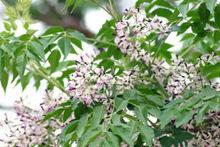 繁花滿枝