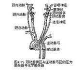 心血管中樞