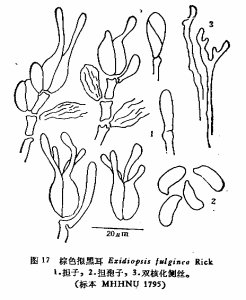 棕色擬黑耳