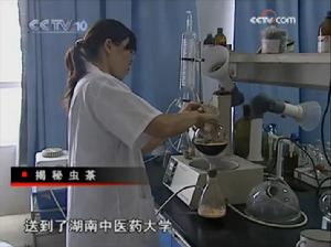 經檢測，三葉蟲茶營養大大高於常規茶葉