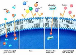 物質跨膜運輸