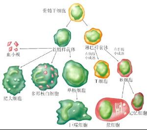 初次免疫應答