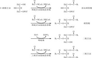 605x254<biobar...>圖1-17 三醯甘油的合成