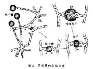 受精（植物）