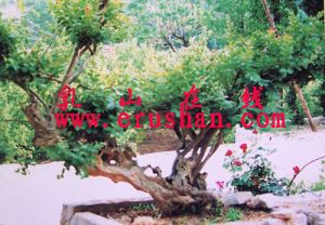 “奇景”紫薇 “奇景”紫薇