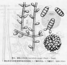 槌果藤小煤炱