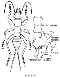 蛩蠊目