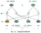 基因分離定律