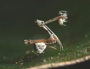 最小的蜘蛛：雄性“安娜彼斯圖拉蜘蛛”