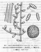 木姜子小煤炱圓枝變種