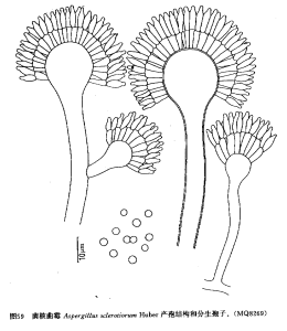 菌核麴黴