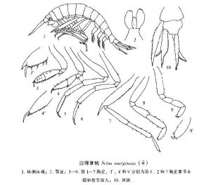 邊緣錐戎