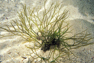絲狀厚線藻