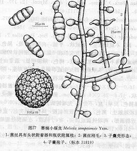 賽楠小煤炱