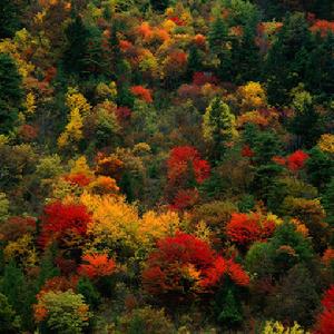 長白山紅松闊葉混交林