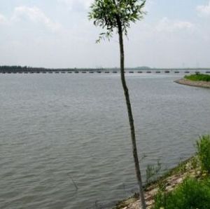 太陽島西區外灘濕地公園