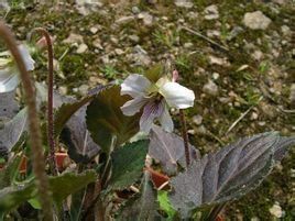 陰地堇菜