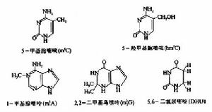 高度修飾鹼基