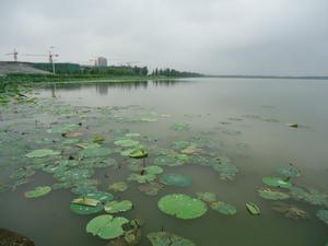 莫愁湖[鍾祥莫愁湖]