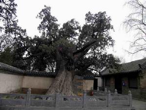 （圖）河南嵩陽書院