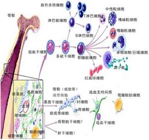 細胞分化