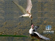 衡水湖自然保護濕地(圖)