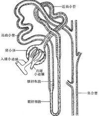 管型尿