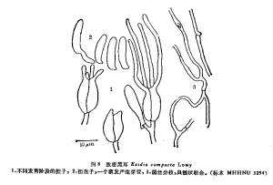 緻密黑耳