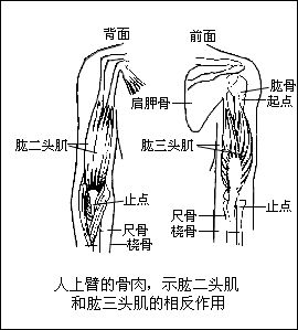 《肌肉收縮實驗》