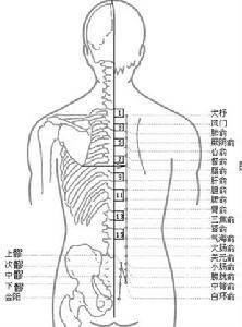 背俞穴