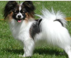 Papillon dog