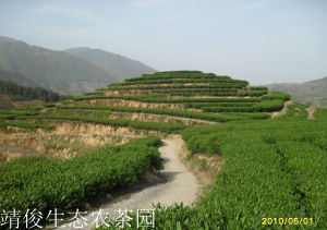 靖俊農茶園