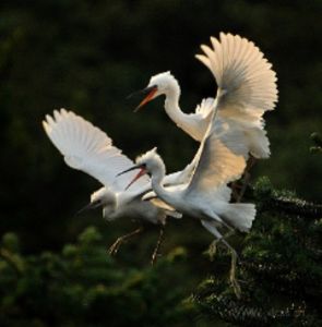 洪斗坡白鷺鳥樂園