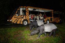 新加坡夜間野生動物園(Night Safari)