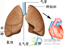 慢性肺原性心臟病