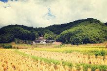 雲南銀杏村