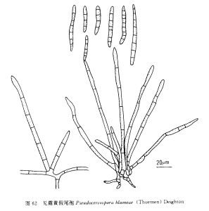 見霜黃假尾孢