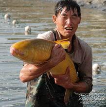 黃金魚[動物物種]